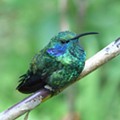 Monteverde-Jardim dos Colibris (thalurania colombica) (414).jpg